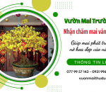 Cách chăm mai vàng sau tết đúng kỹ thuật giúp cây khỏe và ra hoa đẹp năm sau