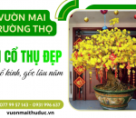 Cung cấp mai cổ thụ đẹp, dáng cổ kính - Có hướng dẫn cách chăm sóc miễn phí