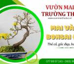 Mai vàng bonsai đẹp bán tại vườn - Thế cổ, gốc đẹp, hoa rực rỡ