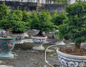 MAI VÀNG BONSAI ĐẸP TP.HCM