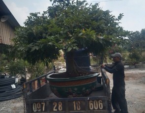 MAI VÀNG BONSAI ĐẸP TP.HCM