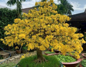 MAI VÀNG BONSAI ĐẸP TP.HCM