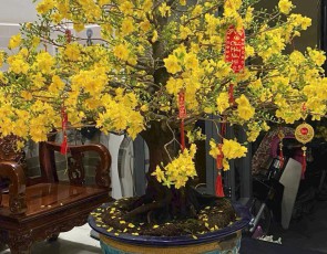 MAI VÀNG BONSAI ĐẸP TP.HCM