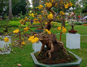 Mai vàng bonsai 