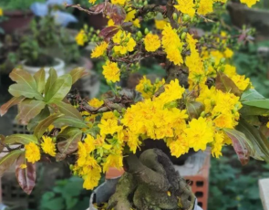Mai vàng bonsai Trường Thọ 