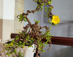 Mai vàng bonsai đẹp 