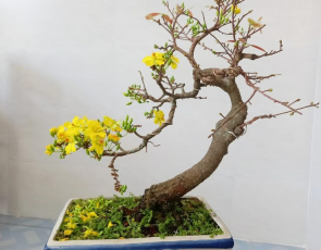 Mai vàng bonsai Ba Nhân 