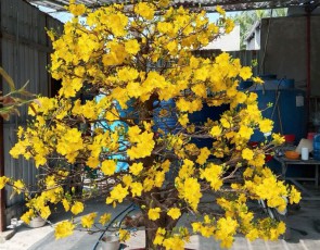MAI VÀNG 