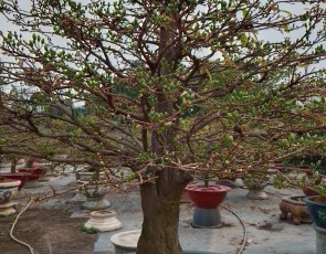 MAI CỔ THỤ