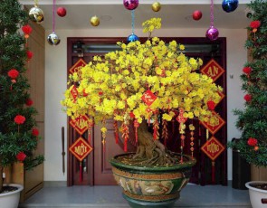 MAI VÀNG BONSAI ĐẸP TP.HCM