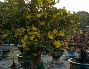 MAI CỔ THỤ