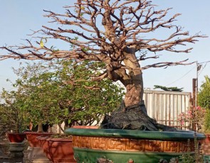 MAI CỔ THỤ