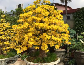 MAI VÀNG 