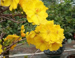 MAI TỨ QUÝ