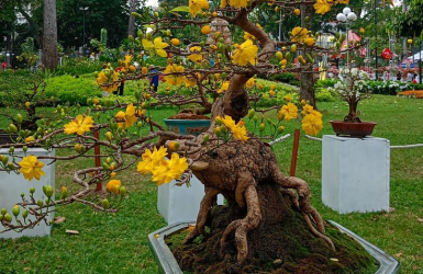Mai vàng bonsai 