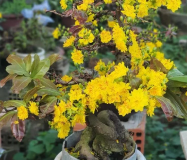 Mai vàng bonsai Trường Thọ 