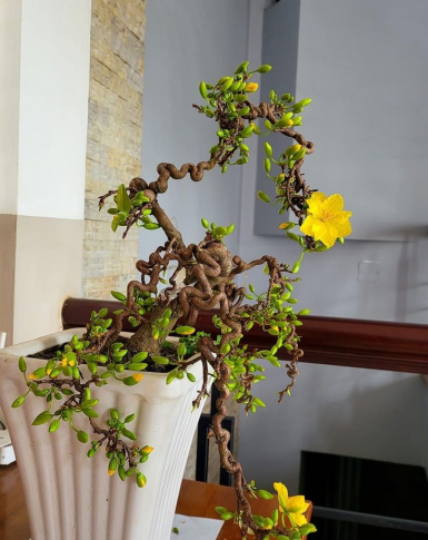 Mai vàng bonsai đẹp 