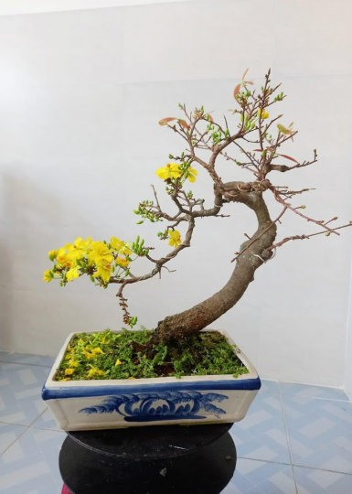 Mai vàng bonsai Ba Nhân 