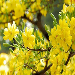 VƯỜN MAI TRƯỜNG THỌ 